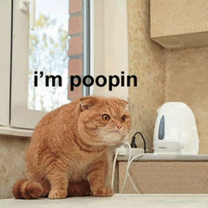 Pooping Cat