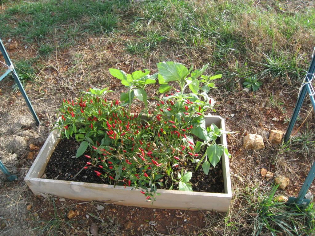 Plants from dropped bird seeds (growing, growth, birds, bloom) Garden