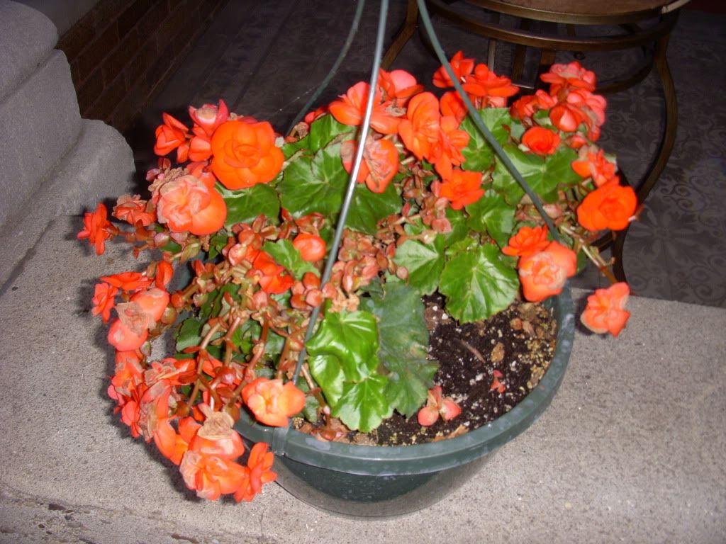 Potted, urban, outdoor begonias •