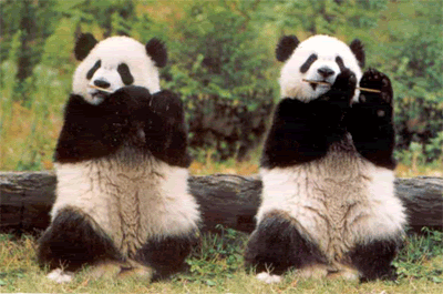 Images Baby Pandas on Panda Dance Topgirl Baby Pictures Glitter Graphics Panda Dance Gif O