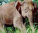 Borneo Elephant