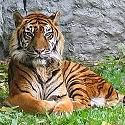 Sumtra Tiger