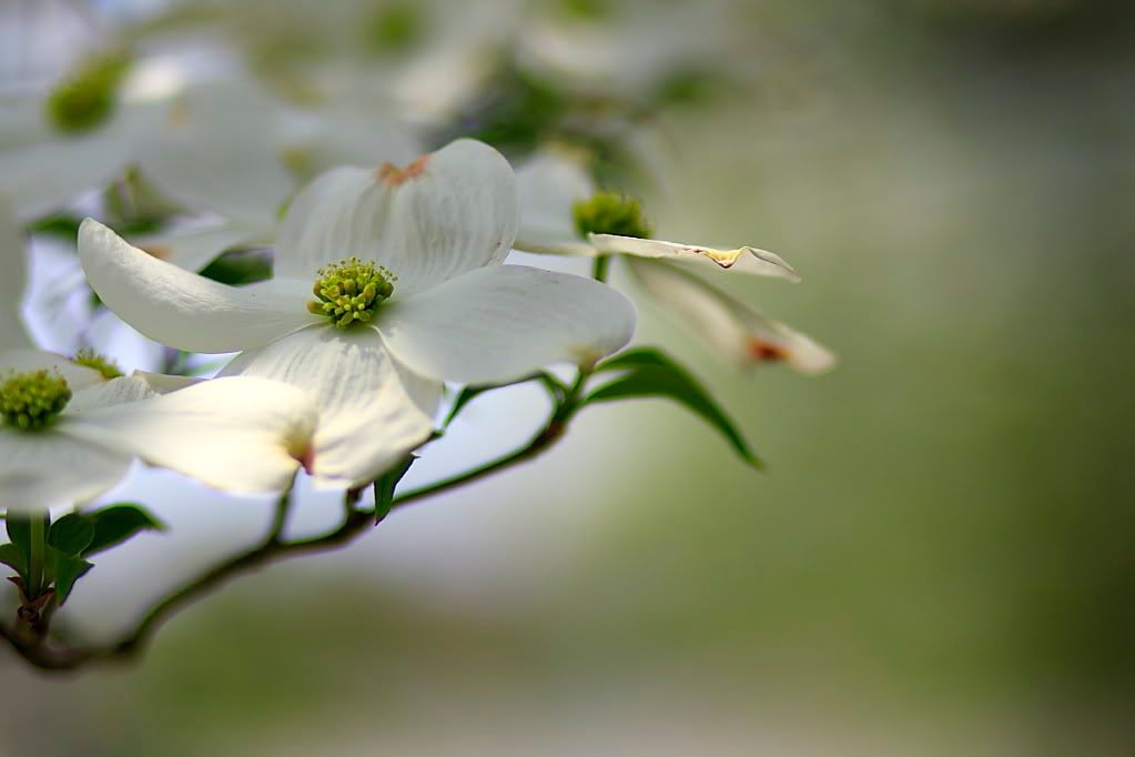 IMAGE: http://i646.photobucket.com/albums/uu185/BigAlz1/2009_04_23_43771.jpg