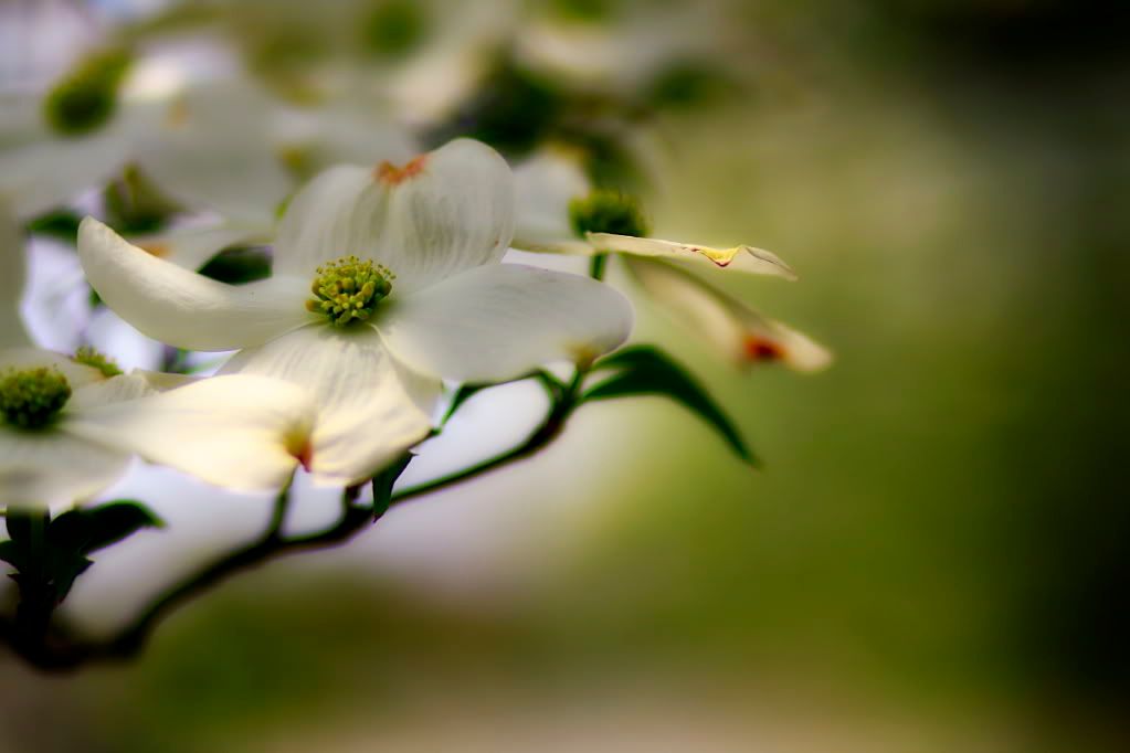 IMAGE: http://i646.photobucket.com/albums/uu185/BigAlz1/2009_04_23_43773a.jpg