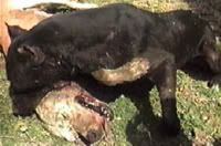 Michael-Vick-property-dog-fights.jpg