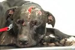 tortured_dog.jpg
