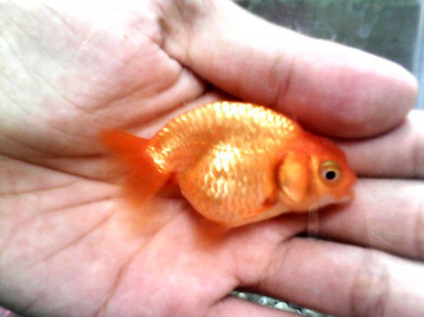 Ranchu Fish