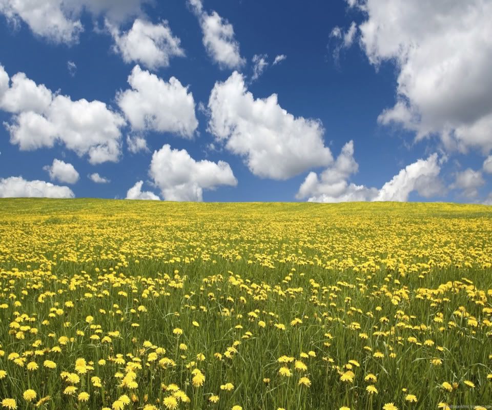 Yellow-Flowers-HD-Wallpaper-1920x12.jpg