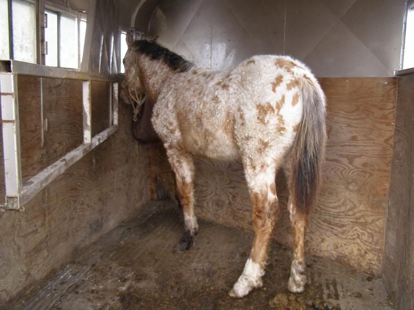 IMAGE(http://i646.photobucket.com/albums/uu187/Double_Bar_R/Horses/I-Pony/001a.jpg)