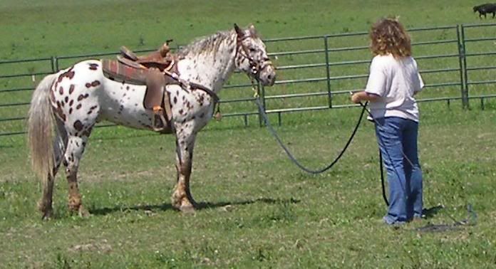 IMAGE(http://i646.photobucket.com/albums/uu187/Double_Bar_R/Horses/I-Pony/006a-2.jpg)
