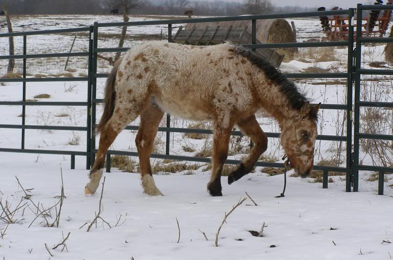 IMAGE(http://i646.photobucket.com/albums/uu187/Double_Bar_R/Horses/I-Pony/010a.jpg)