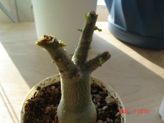 Adenium Pruning