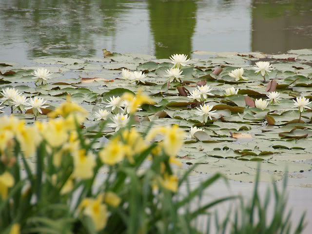 picturenew.jpg Lotus3 image by jess_roces