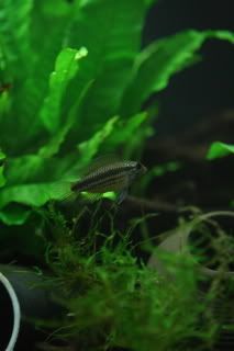 IMG_4684male3.jpg