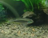 IMG_4702female1.jpg