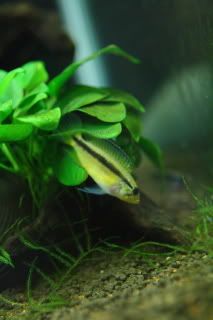 IMG_4709male4.jpg