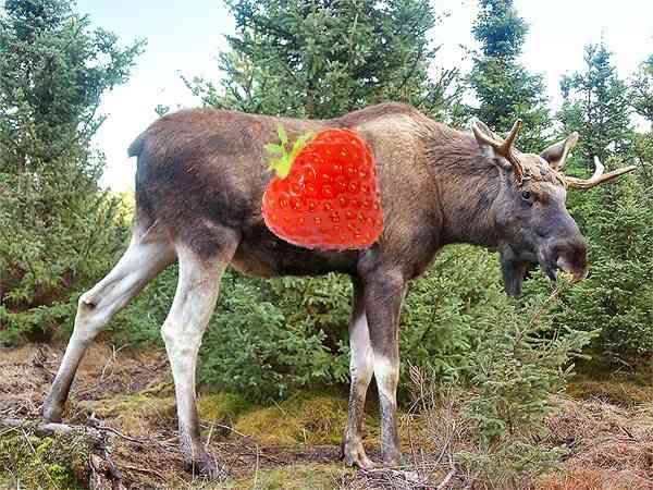 StrawberryMoose