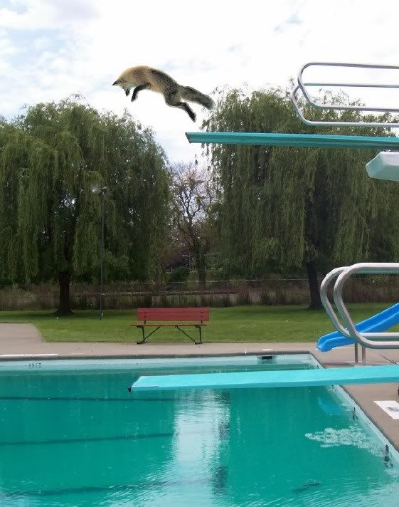 Foxy dive