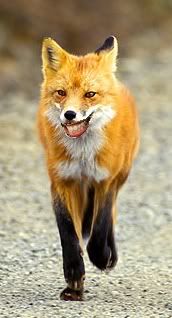 Smiley fox