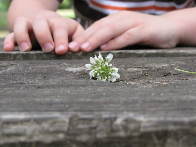little flower picked by joes sweet hands