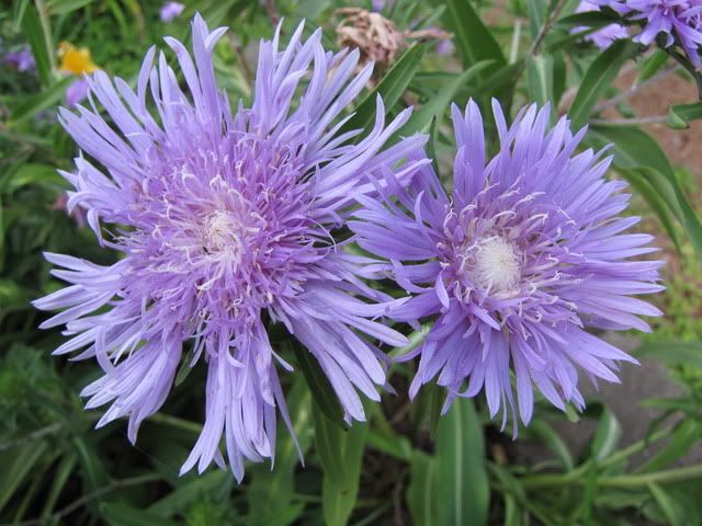 purple flowers