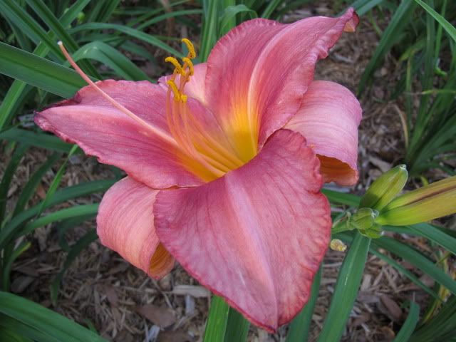 pink flower