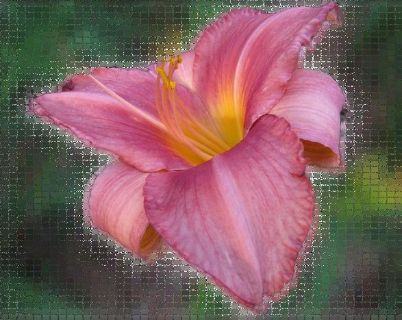 mosaic lily