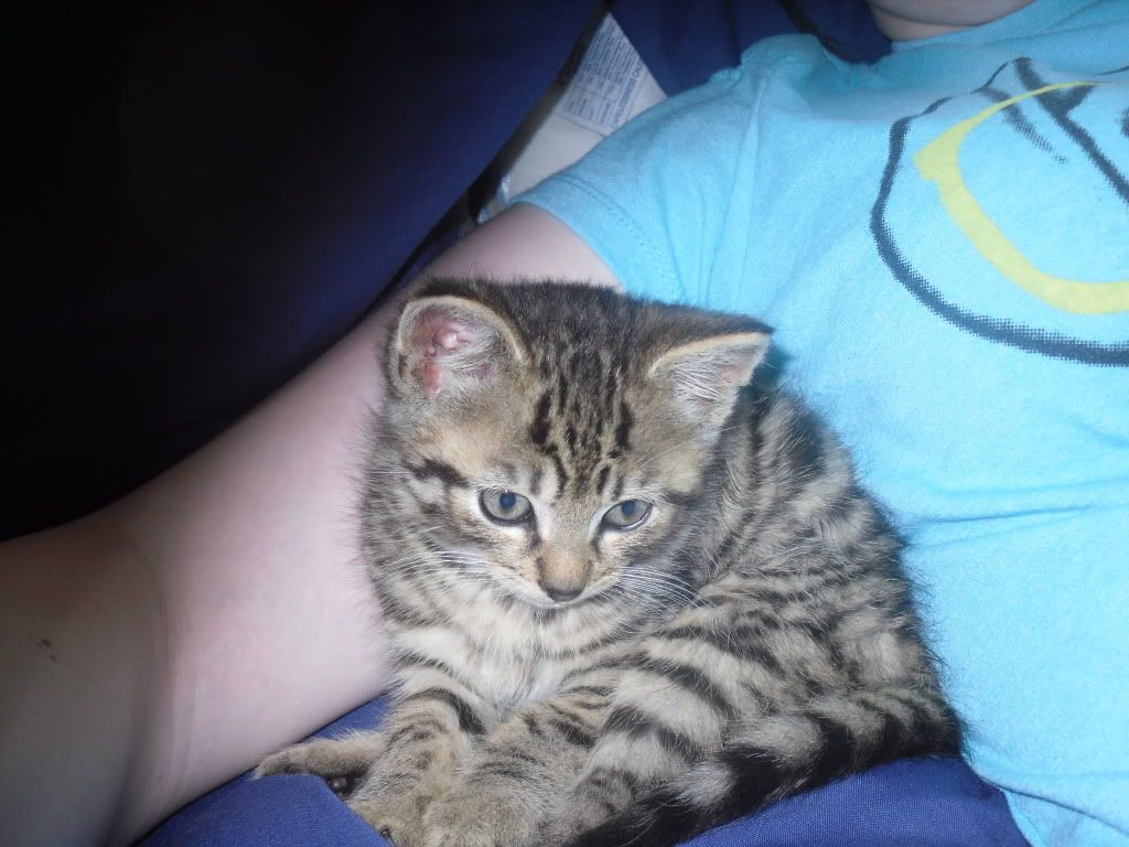 Bengal Cat Forums • View topic - Is my cat a bengal?? Bengal Cat Forums • View topic - Is my cat a bengal??