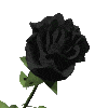 black rose Pictures, Images and Photos