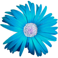  photo 17 Blue  Flowers_zps52askwv7.png