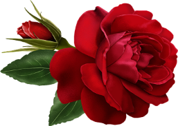  photo 6a med red rose_zps4los7rll.png