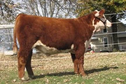 Hereford-steer.jpg