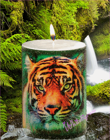 tiger candle Pictures, Images and Photos