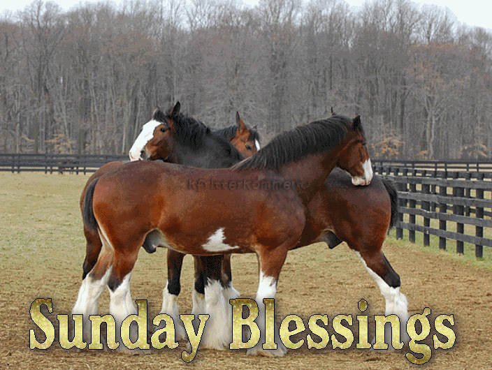 sunday blessings horses