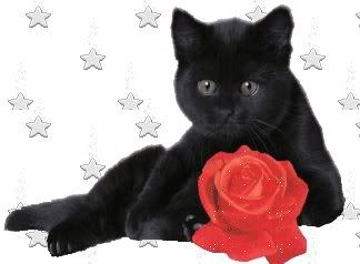 black cat with rose