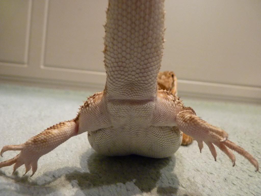 What Sex Bearded Dragon Reptile Forums 5928