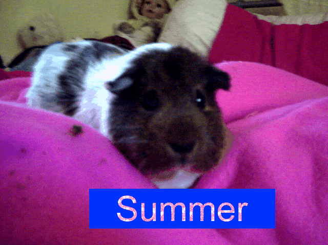guineapigs043.gif
