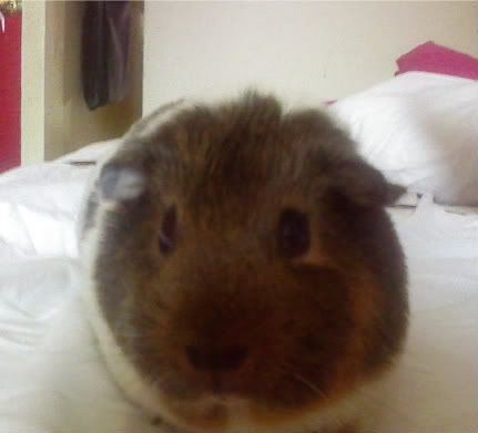 summeronmybed-1.jpg