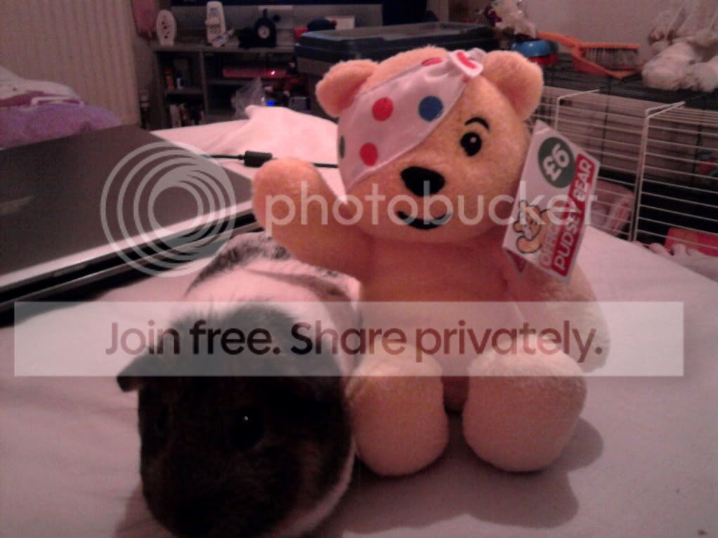 summerwithpudsey.jpg